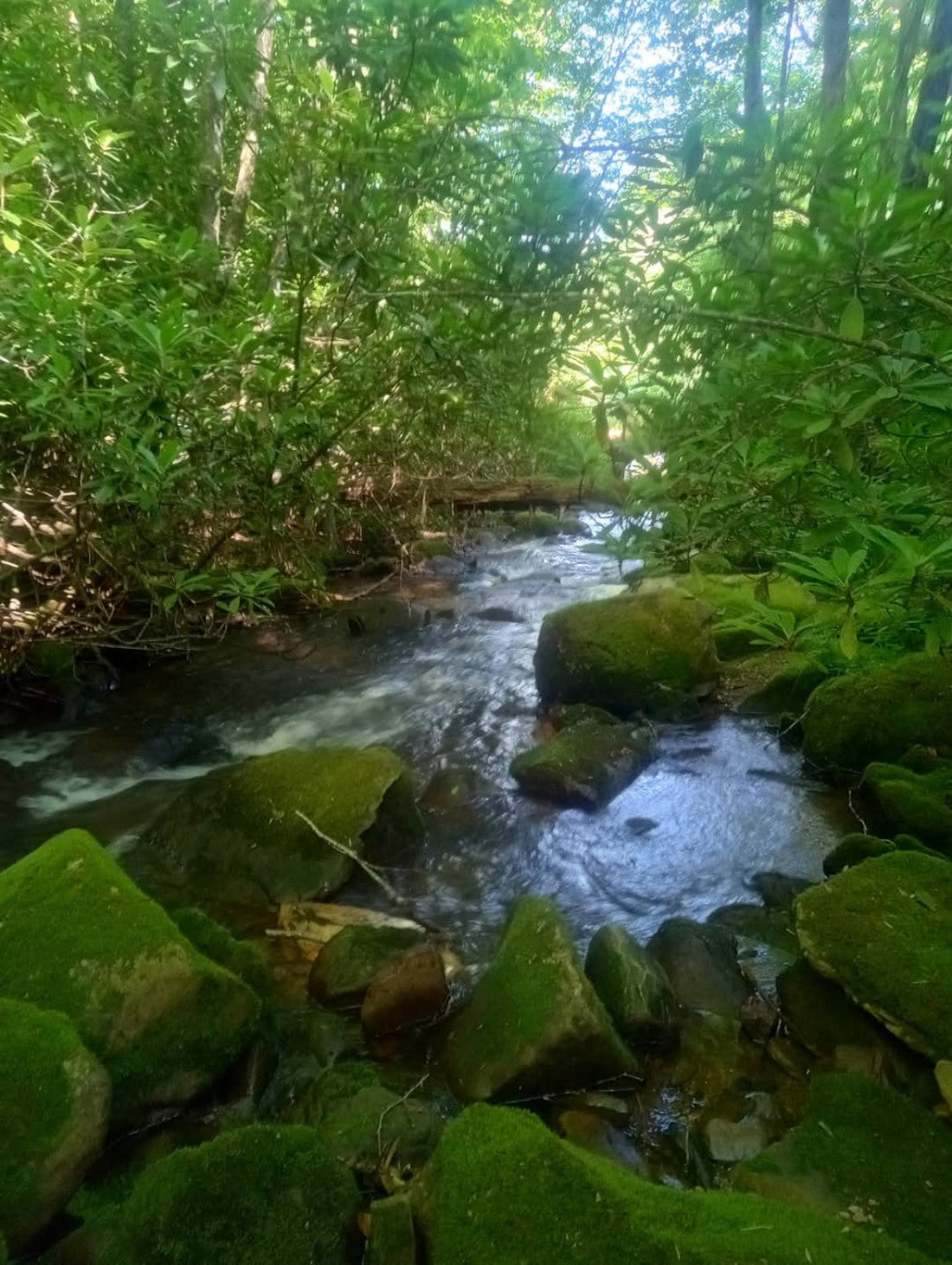 What the Mountains Taught Us: Why Appalachian Knowledge Is Worth Preserving